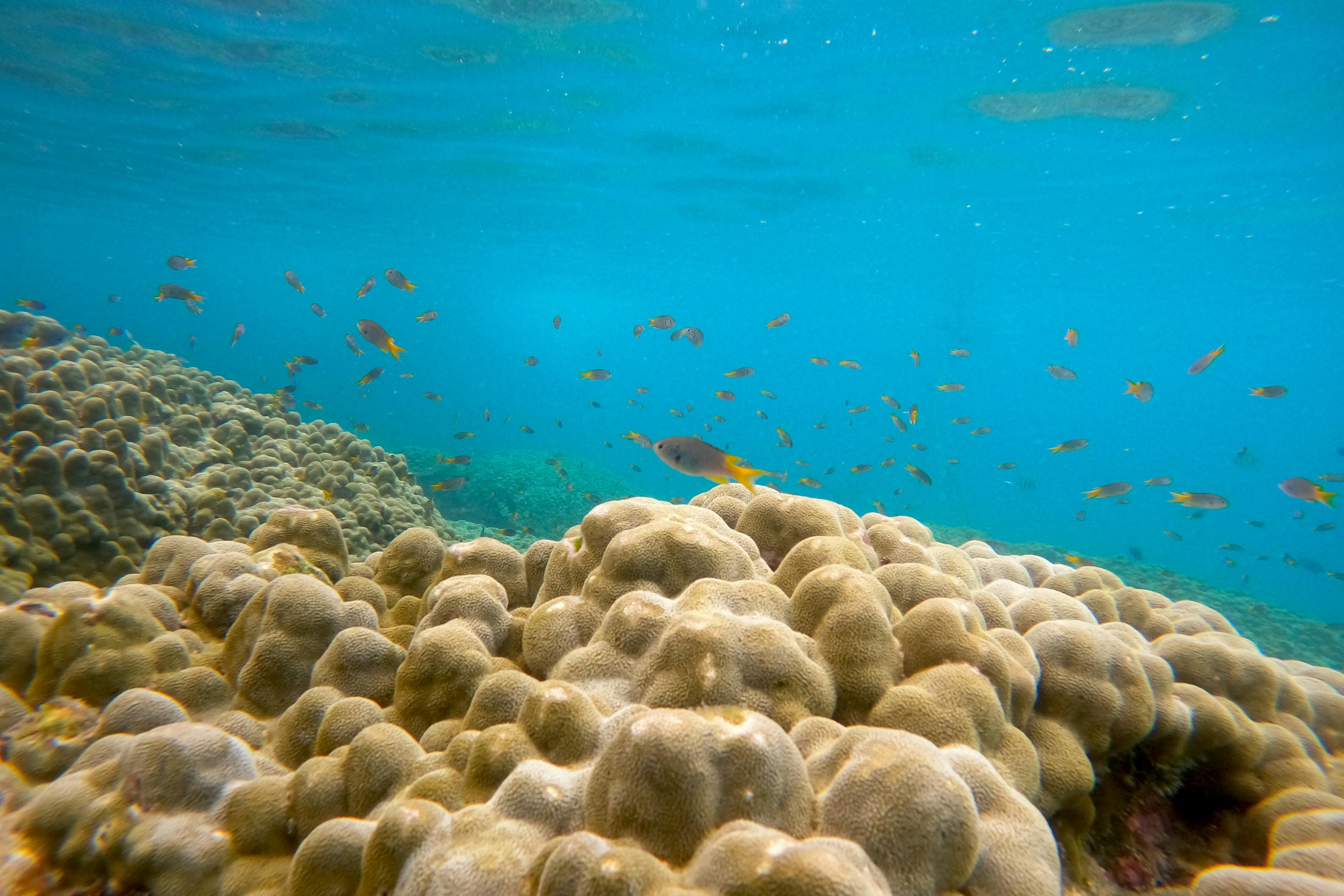 Practica esnórquel i descobreix un paradís submarí