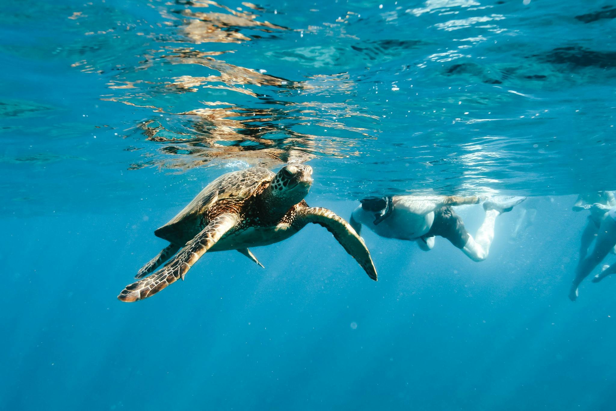 Kealakekua Bay: Ocean Safari Snorkel, Dolphin & Whale Watch - Photo 9