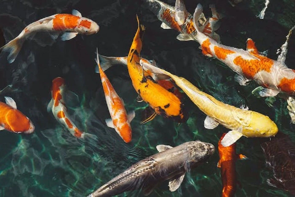 Fish dome