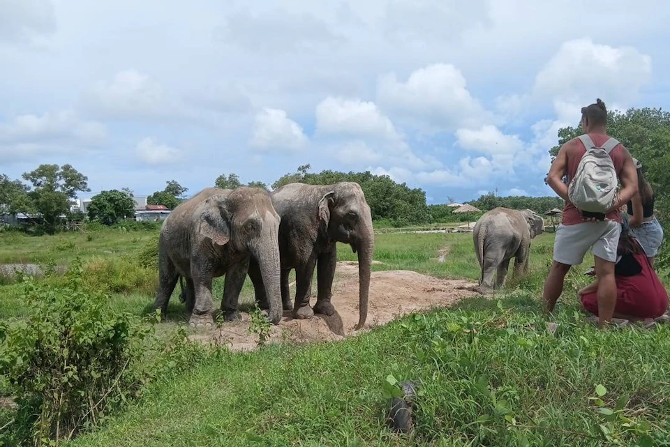 A group of elephants standing in a grassy field with a person near them, under a partly cloudy sky.