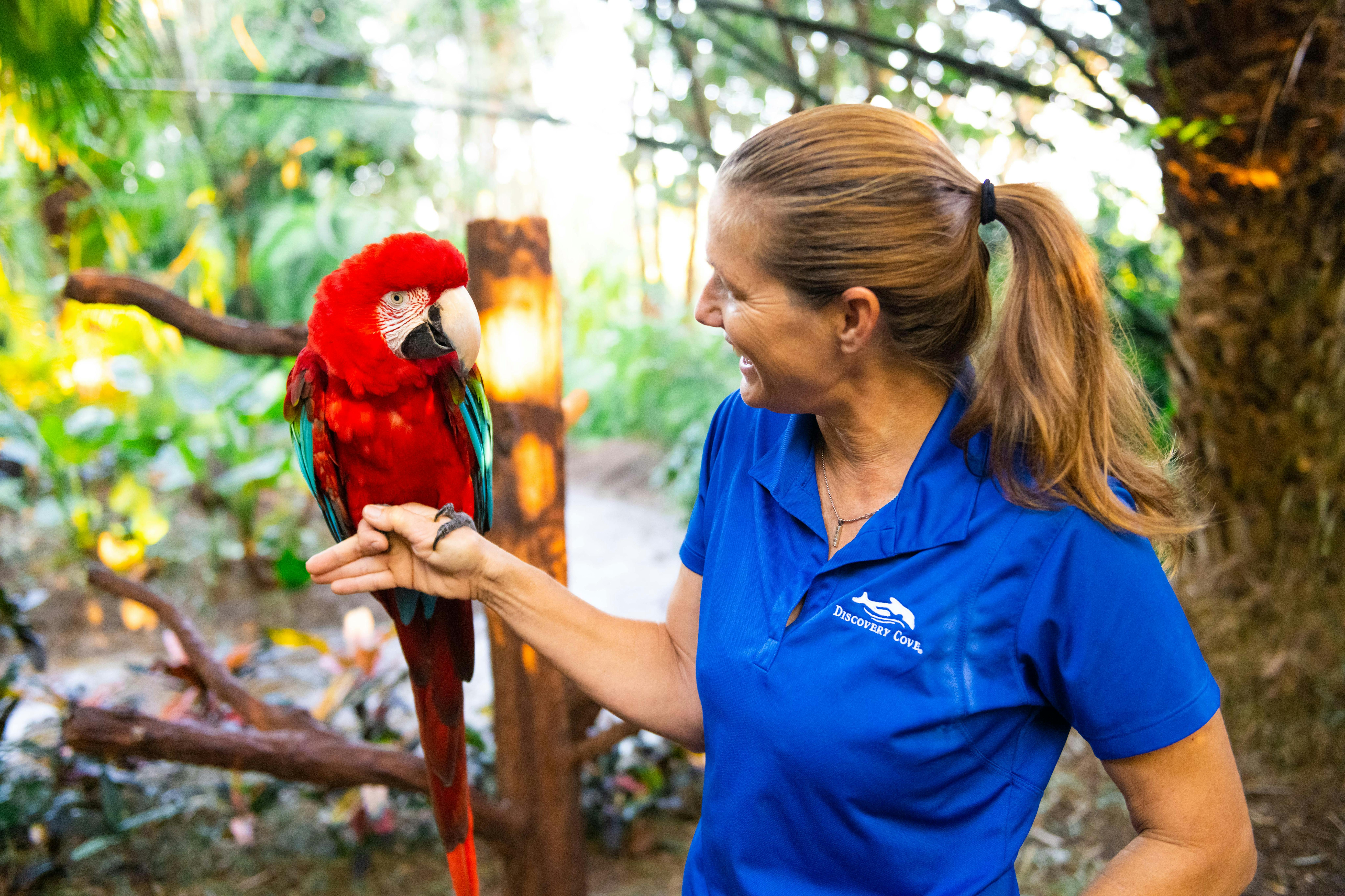 青いディスカバリーコーブのシャツを着た女性は、緑豊かな森林地帯の屋外で、手に乗った赤いオウムに微笑んでいます。