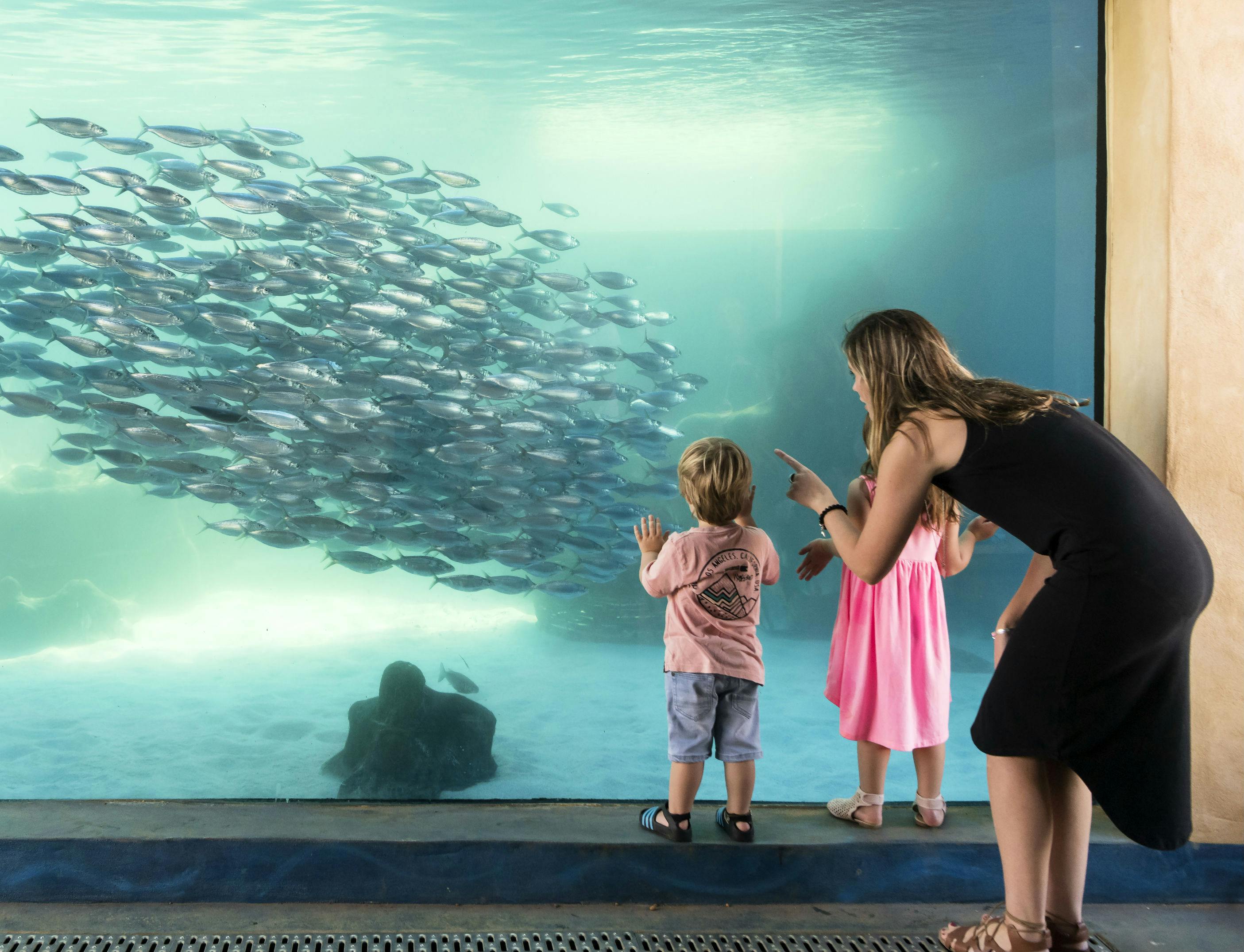 Aqwa The Aquarium Of Western Australia Tickets Perth Tiqets Com