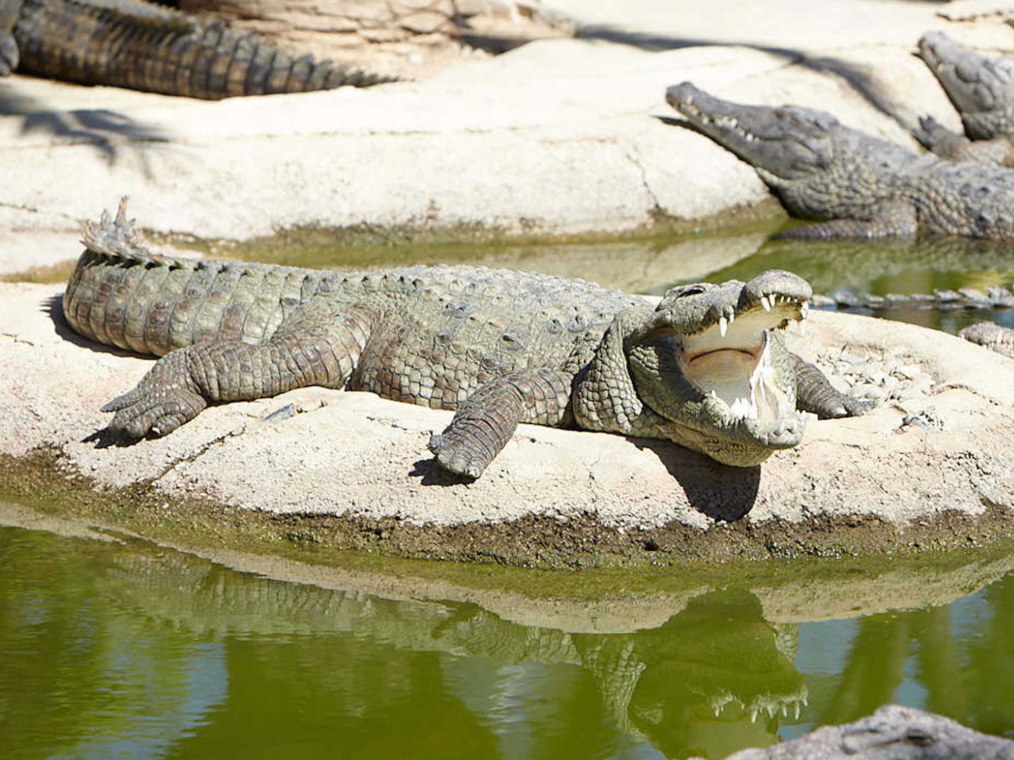 Billets Pour Crocodile Park Torremolinos Tiqets