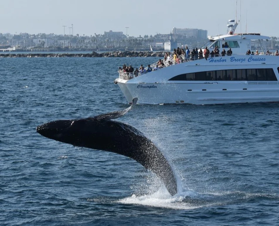 West Harbor: Whale and Dolphin Watching Cruise
