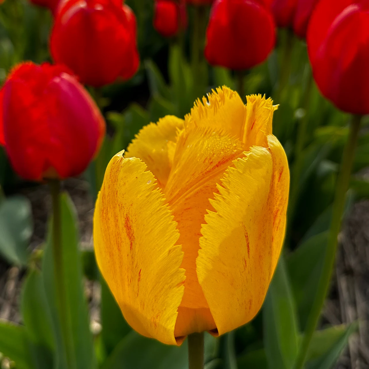 Slider Image