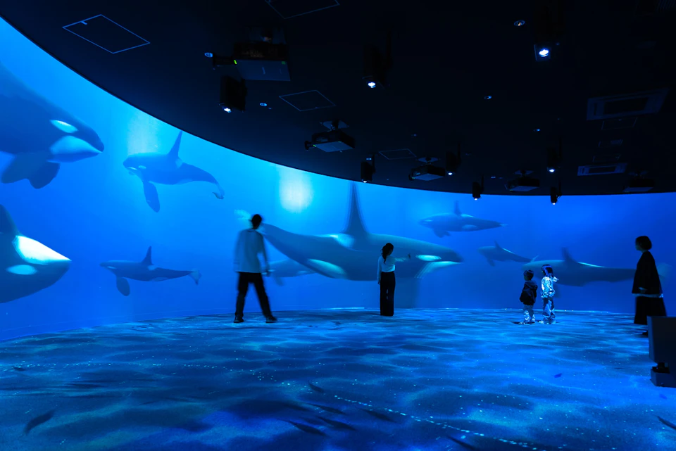 People observing a large immersive display of orcas swimming, with blue lighting creating an underwater atmosphere.