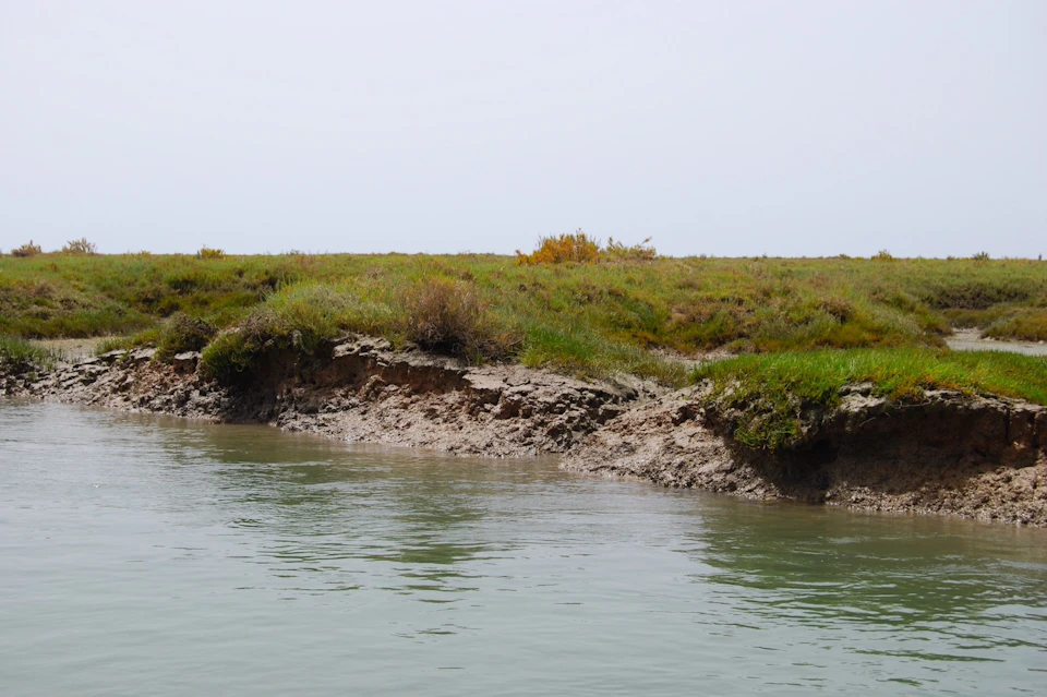 Uncovered marshlands