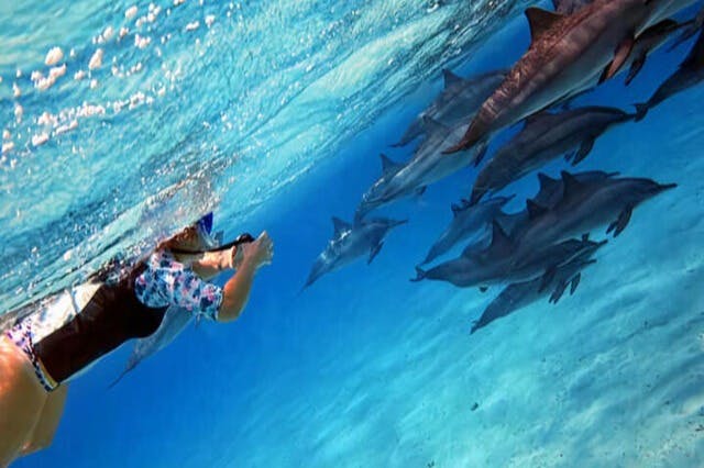 Δελφίνια της Σατάγια Μάρσα Αλάμ