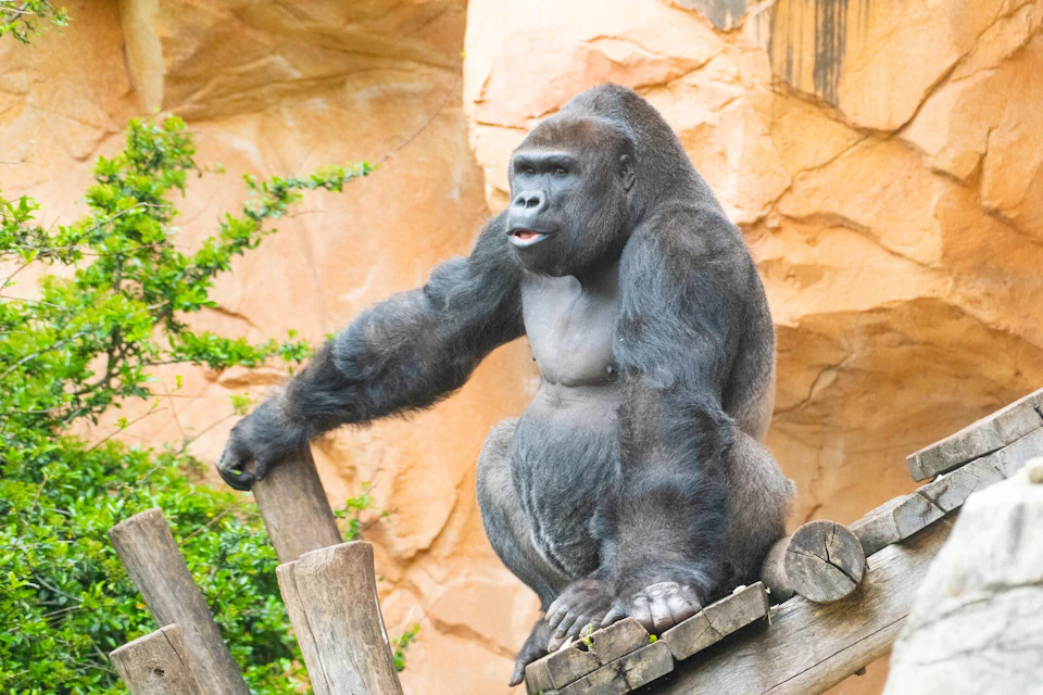 Zoo gorilla