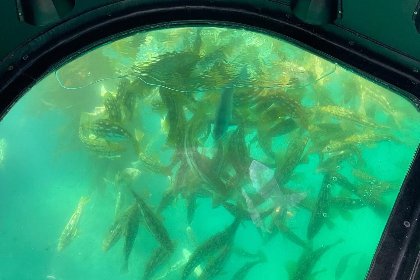 Long Beach Harbor Glass Bottom Boat EcoTour Tiqets