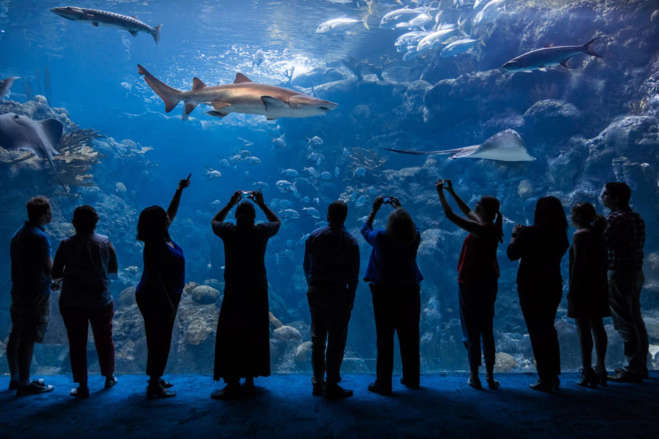 Silhouettes of people watching a large aquarium tank filled with various fish, including a prominent shark and a stingray.