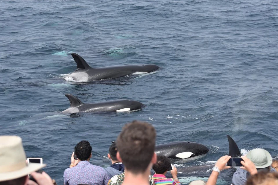 People watching a pod of orcas swimming near the surface of the ocean.