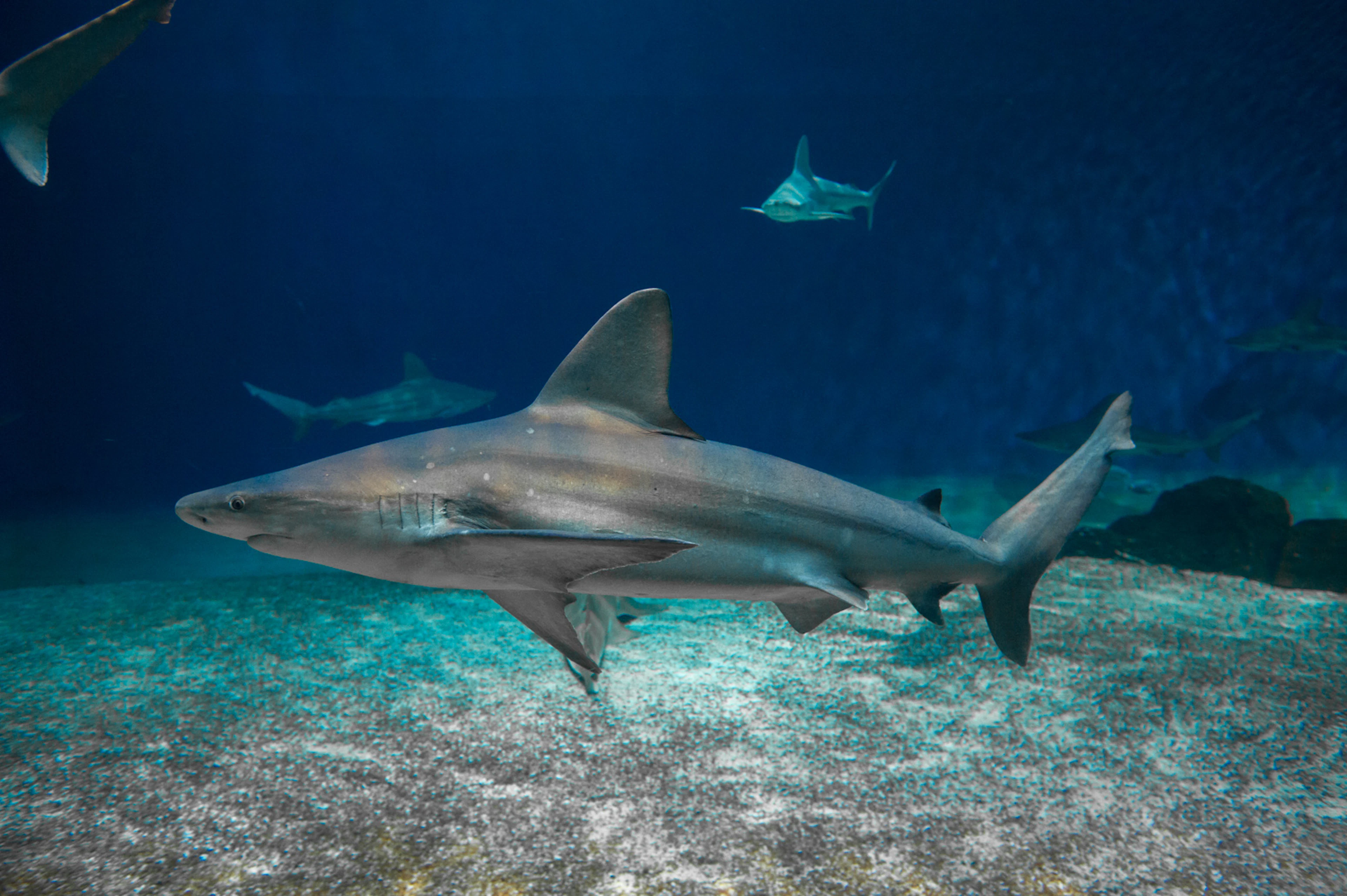 Genoa Aquarium + Galata Sea Museum Tickets