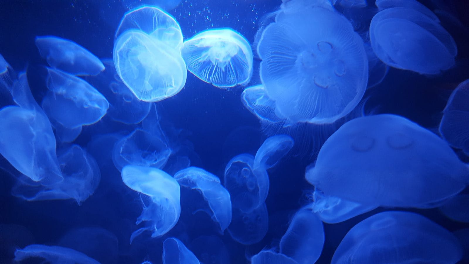 Jellyfish colony