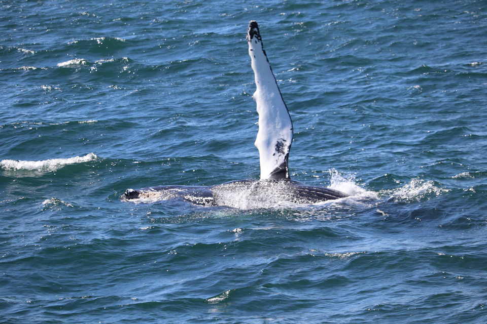 Whale Watching tour