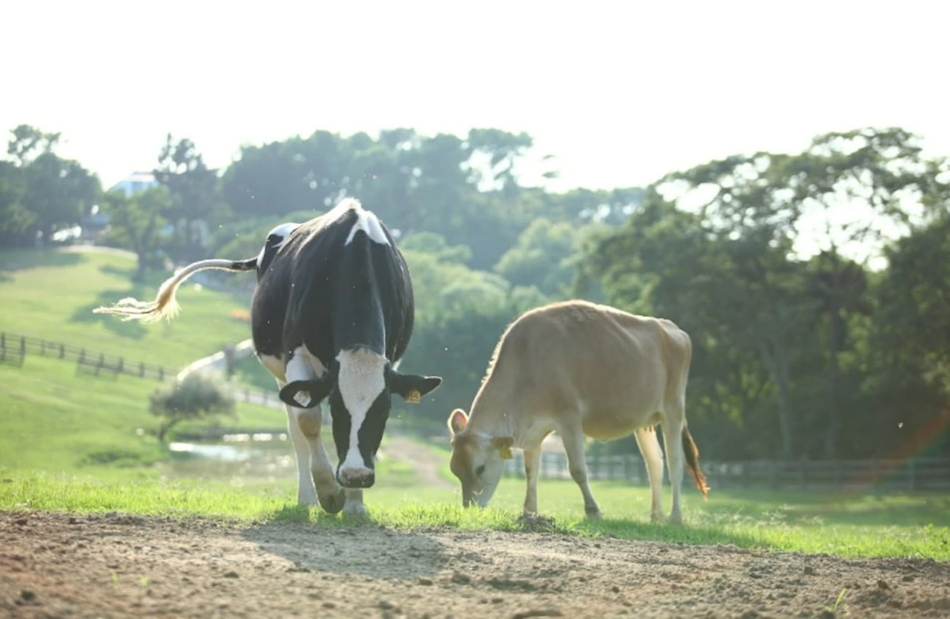 Miaoli: Flying Cow Ranch Ticket: Admission Ticket + Crème Brûlée Pudding Souvenir & Welcome Dairy Products