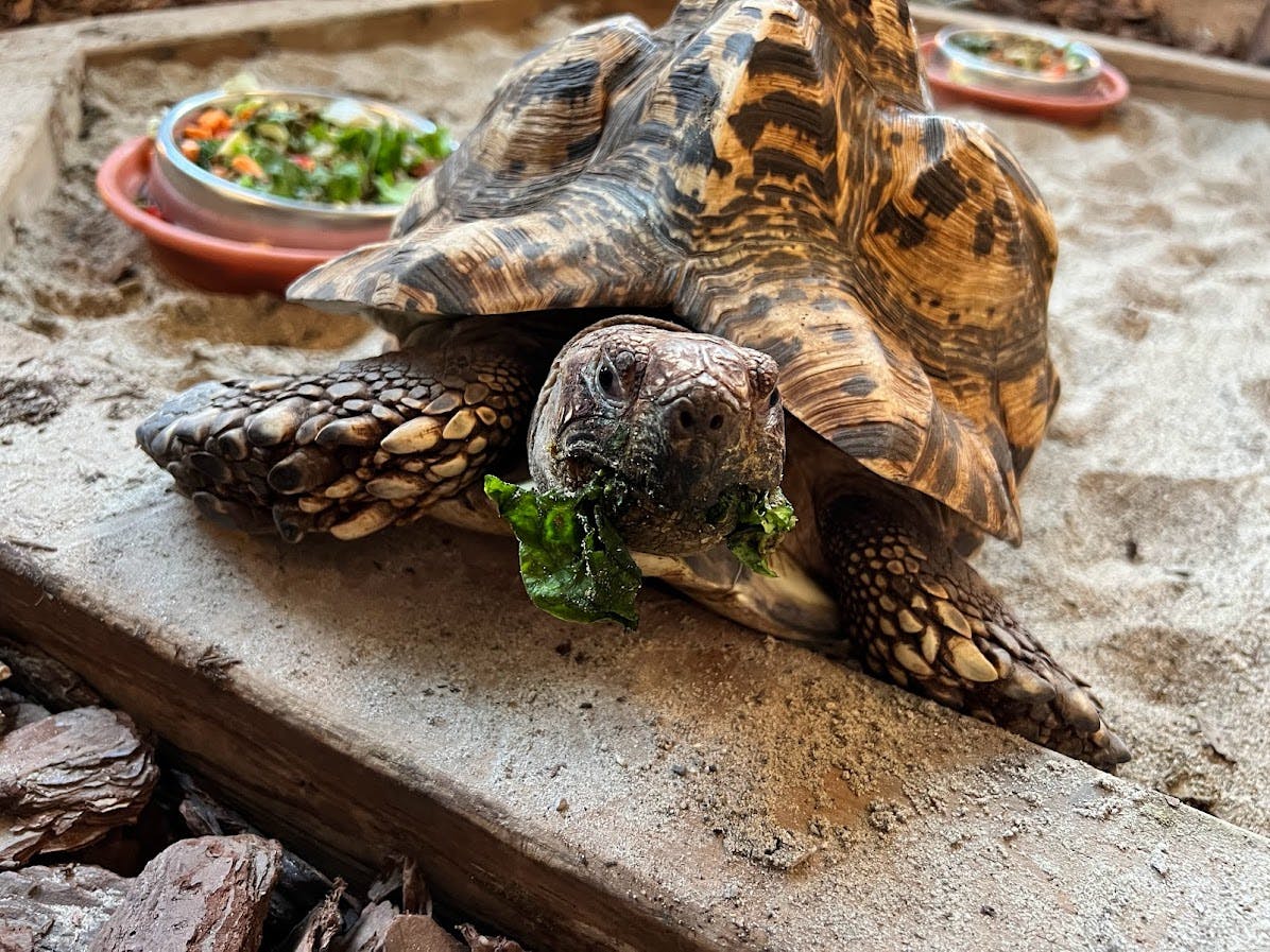 푸른 잎이 우거진 야채를 먹는 거북이. 야채를 배경으로 더 많은 야채가 담겨 있습니다.