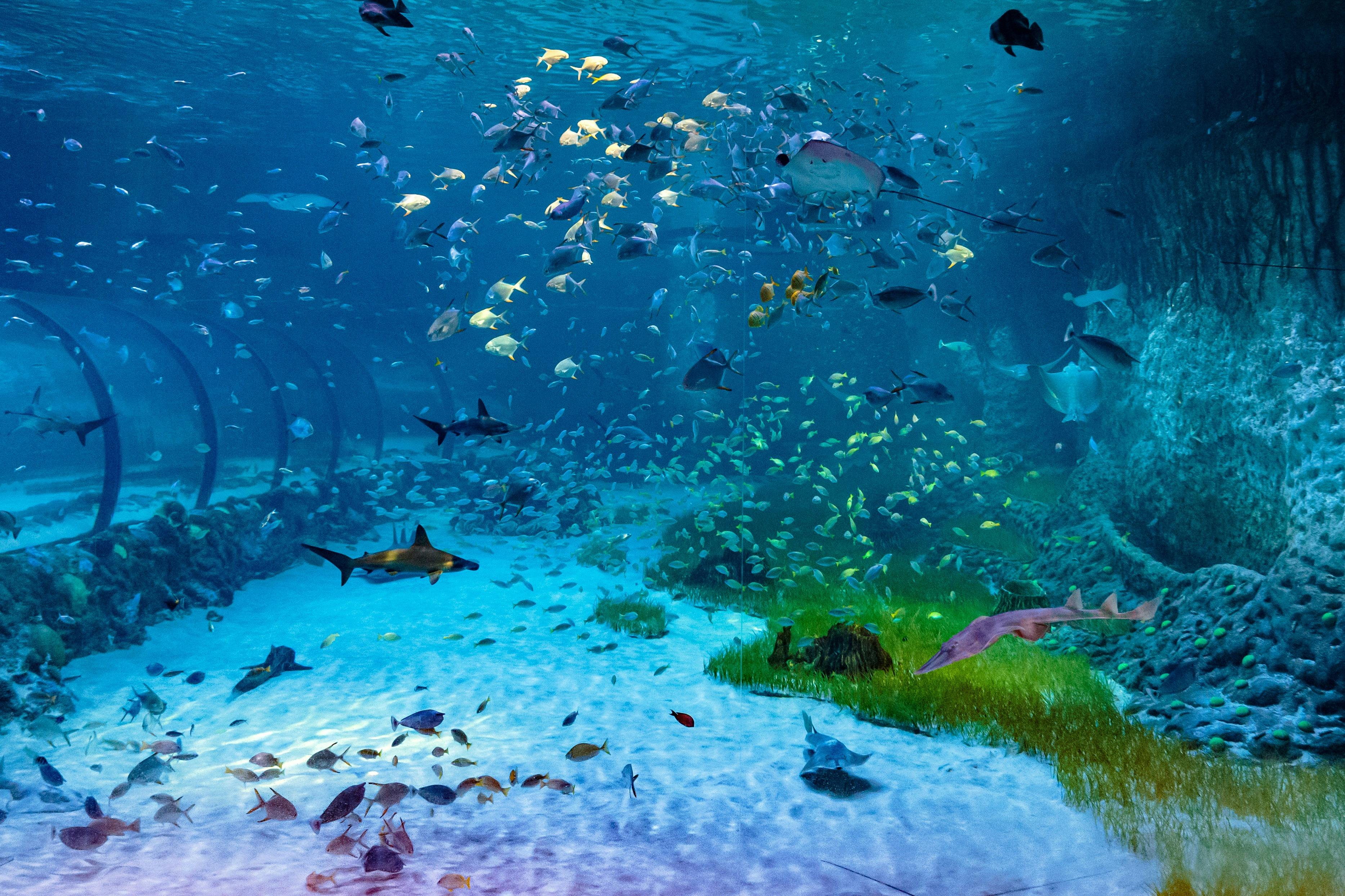 L'Acquario Nazionale di Abu Dhabi