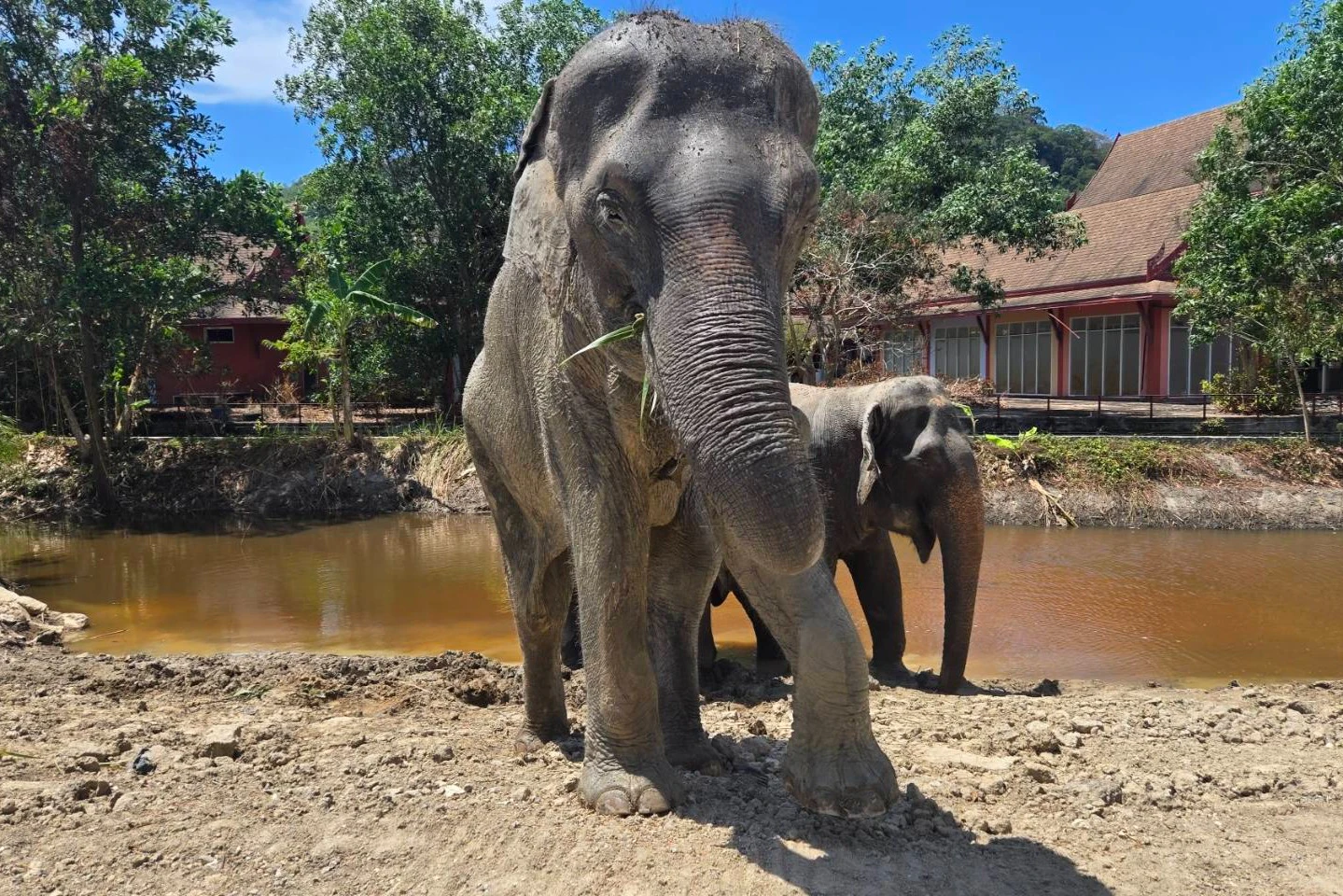 Freedom Elephant Reserve Phuket: Guided Tour + Roundtrip Transport