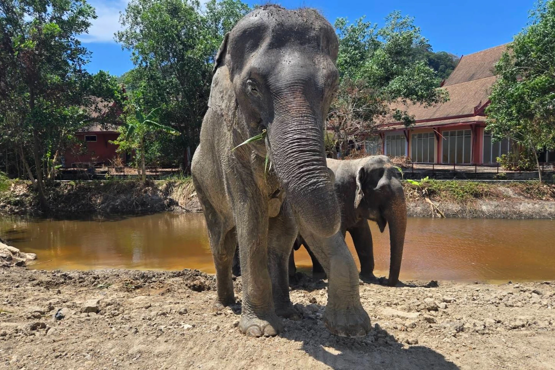 Beautiful elephants