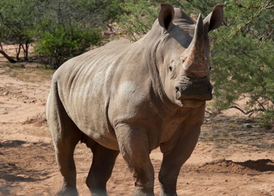A rhinoceros standing on sandy ground, surrounded by bushes and trees in a natural habitat.