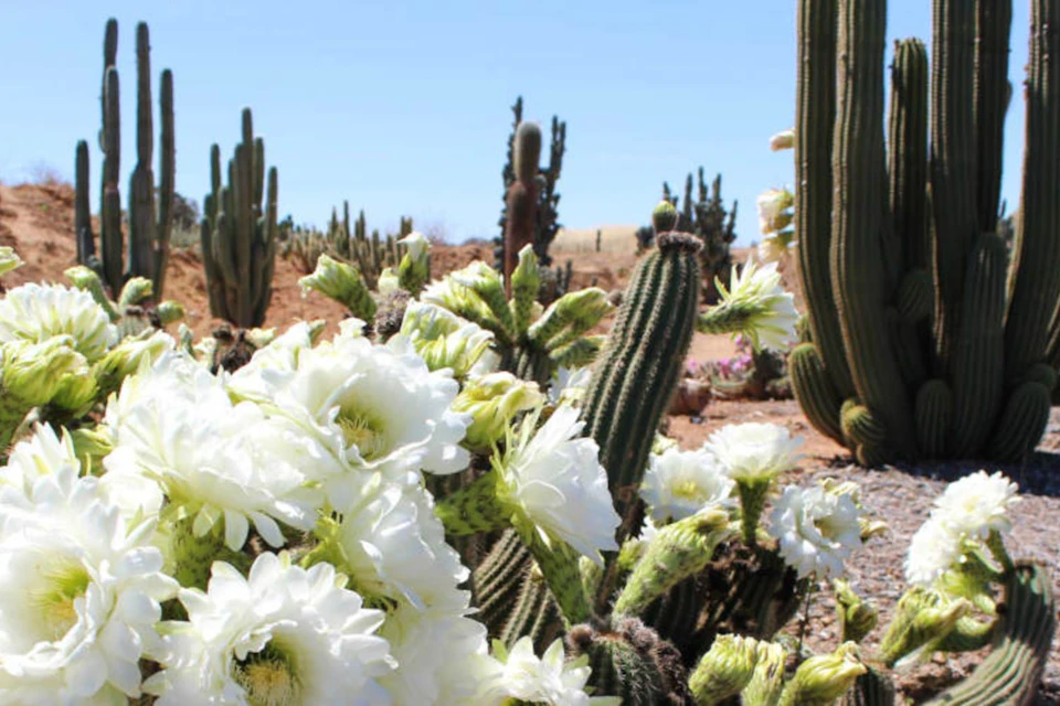 Cactus Country