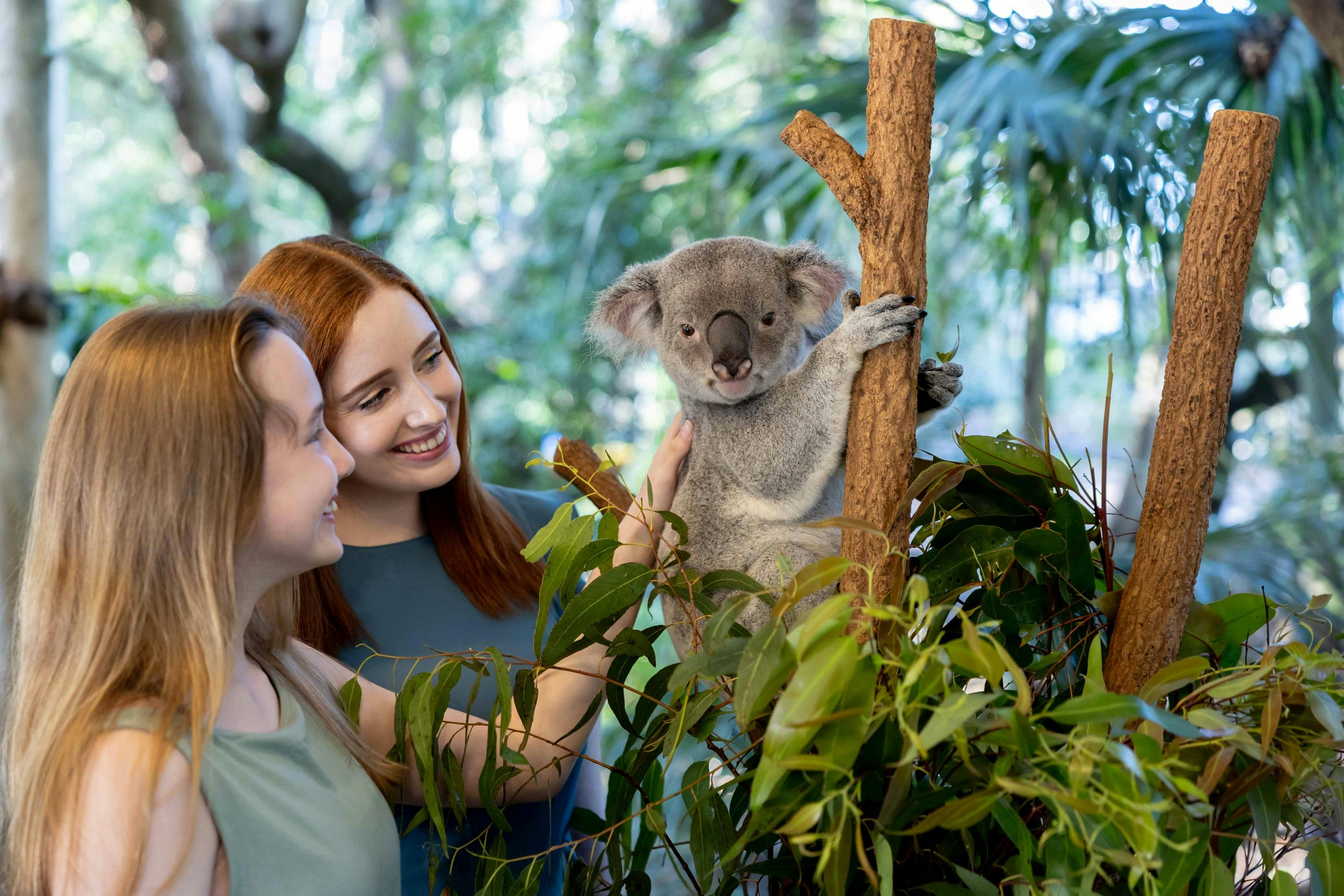 Lone Pine Koala Sanctuary: Entry Ticket - Photo 9