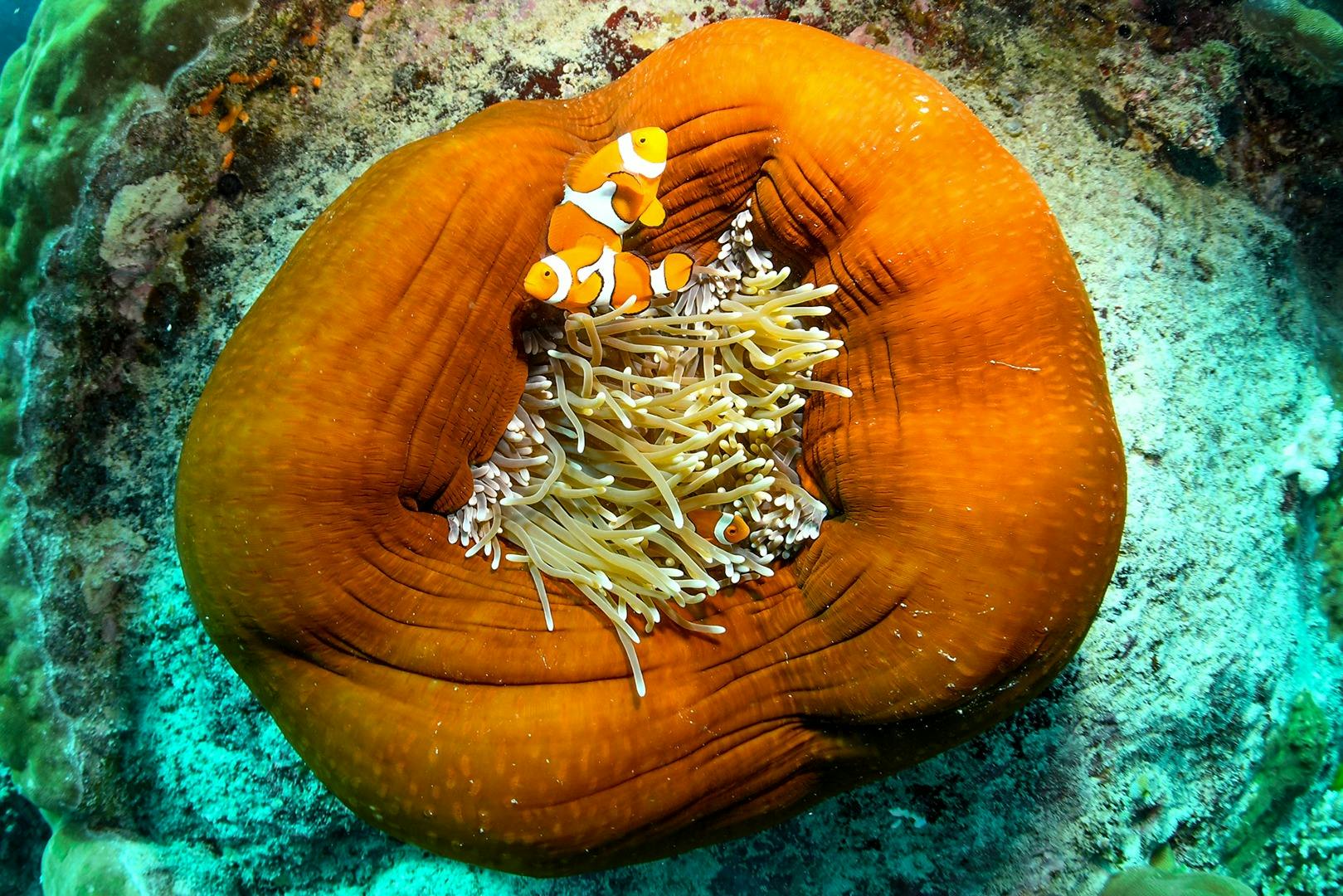 Great Barrier Reef fish