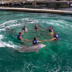 Delphinus Xcaret: Swim with Dolphins 2
