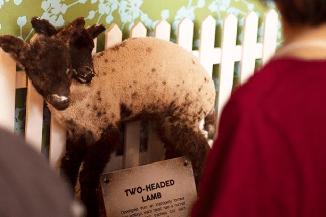 Ripley's Believe It or Not! Niagara Falls