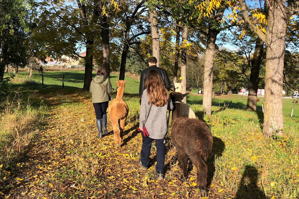 Three people walking in a wooded area with three alpacas on a sunny day, among fallen leaves and autumn colors.
