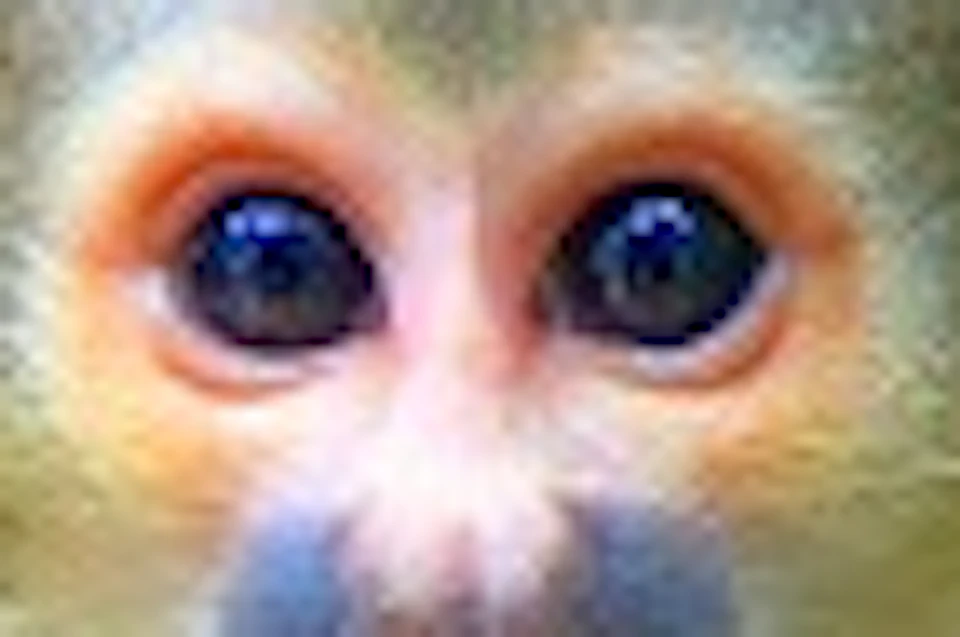 A small monkey reaching towards a person's hand, with a green bench and a wooden post in the background.