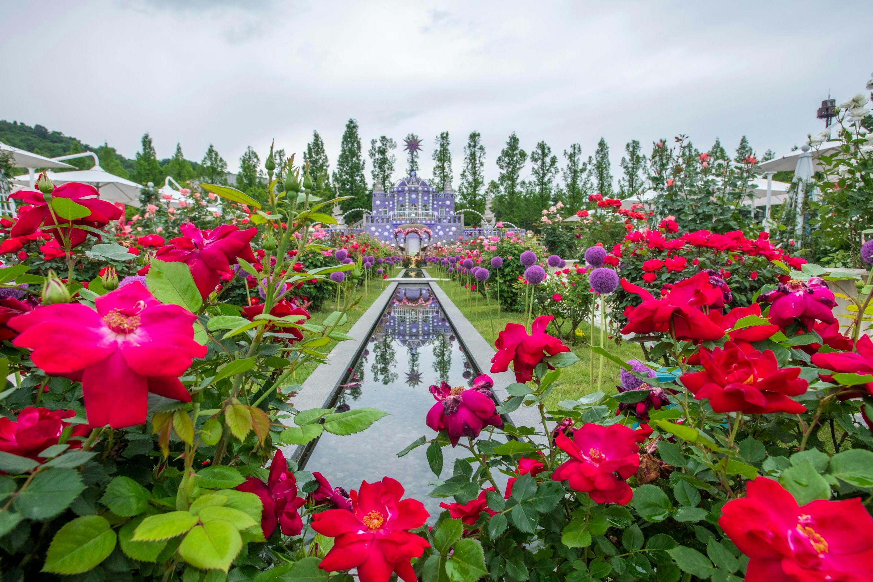 Vibrant garden with red flowers, purple spherical blooms, and reflecting pool leading to a decorative purple structure.