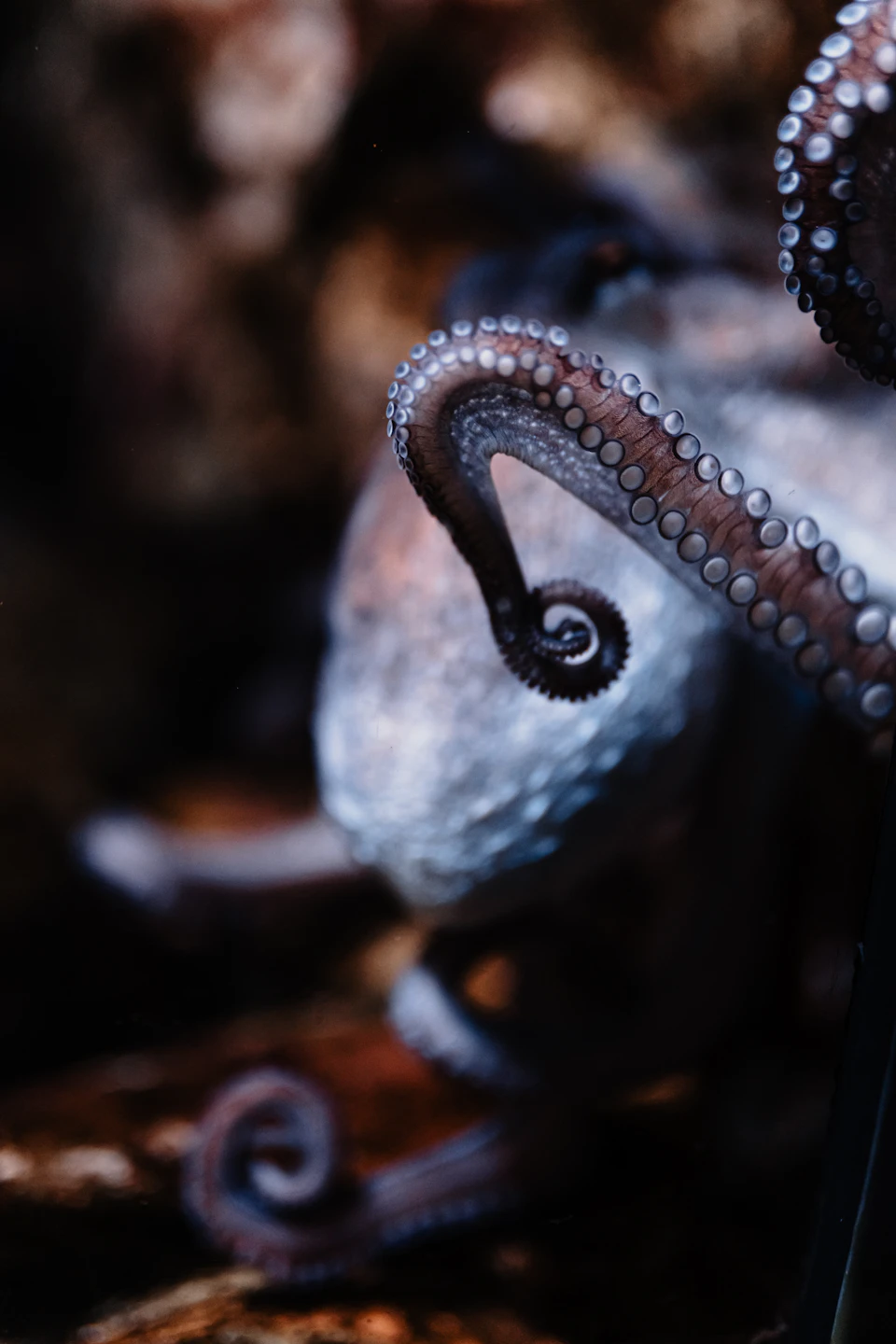 A close-up of a coiled octopus tentacle with visible suction cups, set against a blurred, dark background.