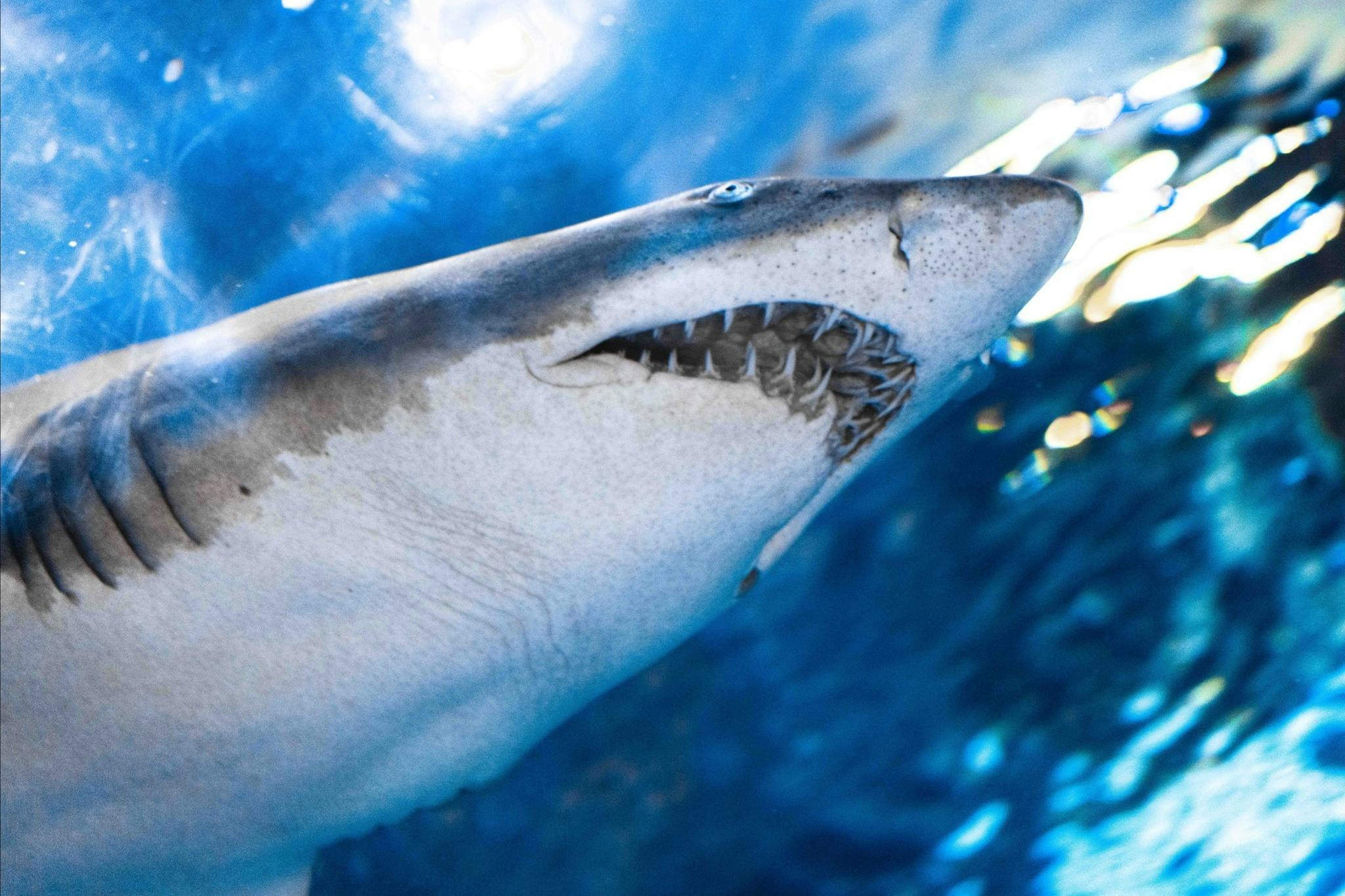 Ripley 's Aquarium of the Smokies