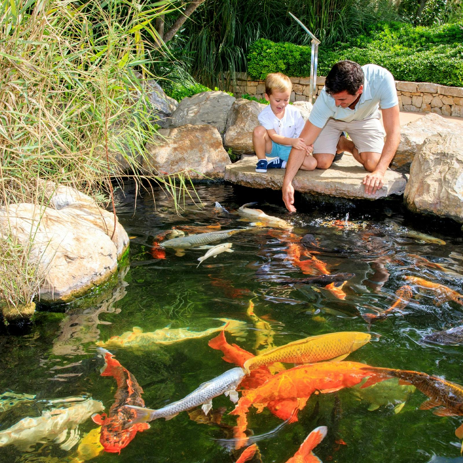 A man and child lean over a pond full of colorful koi fish, with rocks and plants surrounding the water.