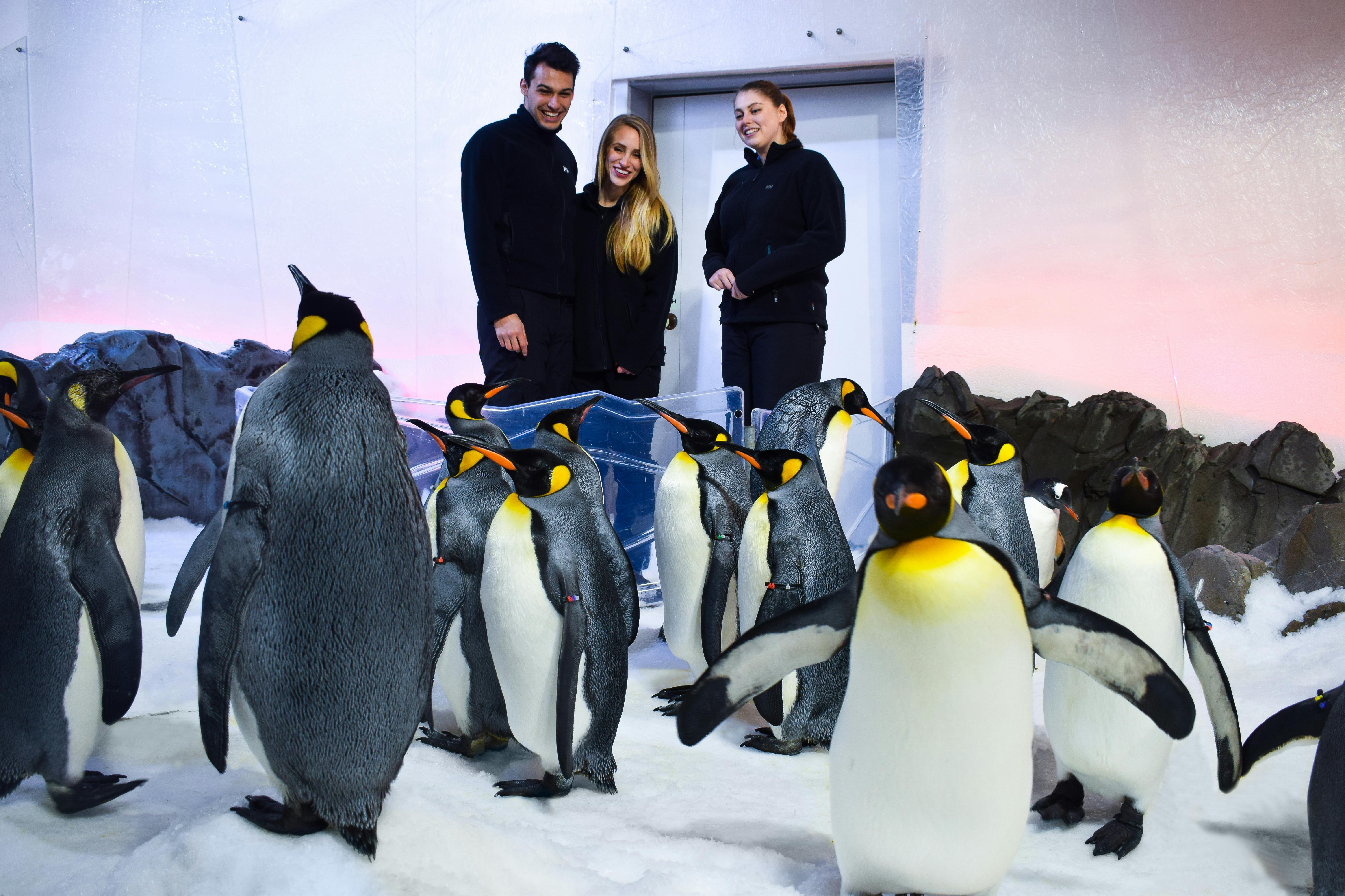 검은 재킷을 입고 웃는 세 사람이 배경에 서 있는 눈 위의 펭귄 무리.