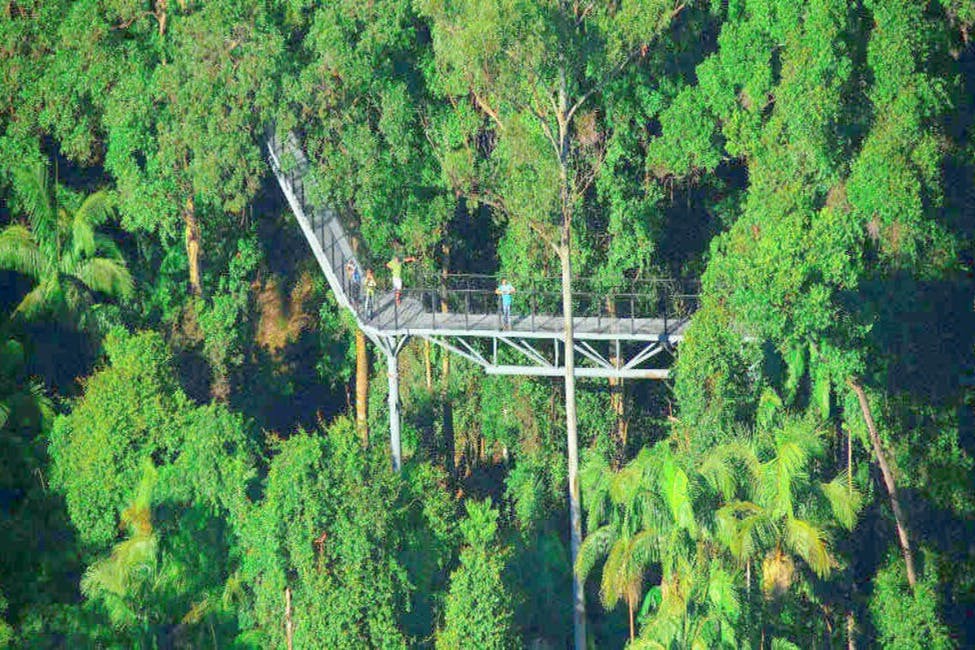 Tamborine Mountain Rainforest Skywalk