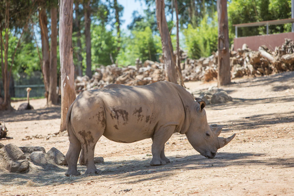Rhinoceros