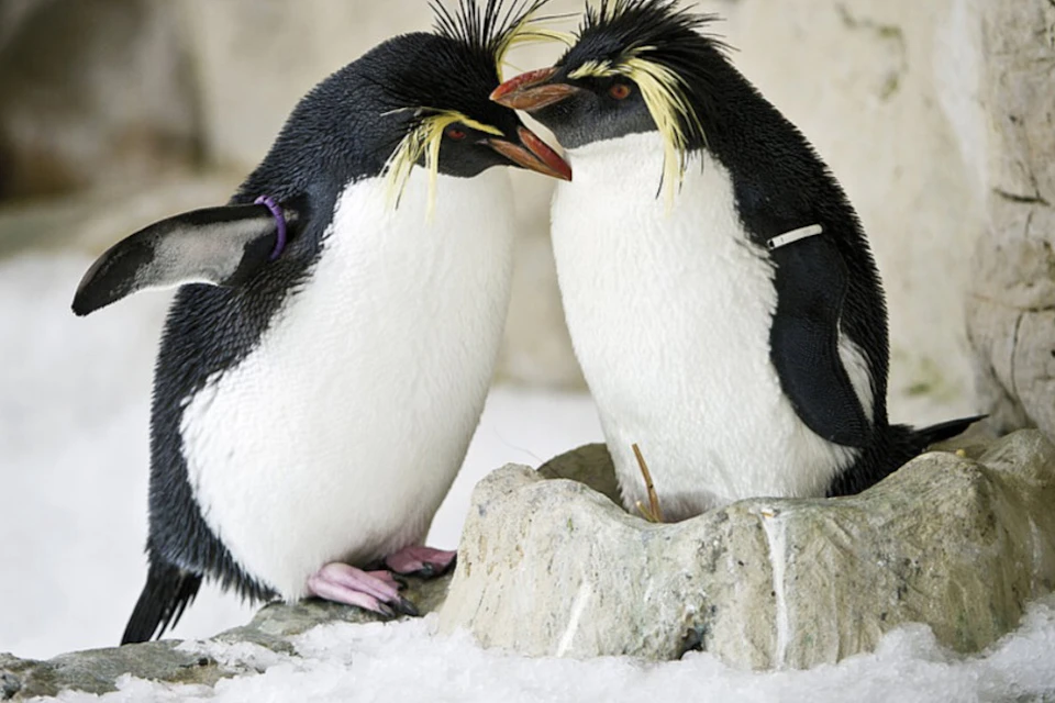 (c) 12_Felsenpinguin, Tiergarten Schoenbrunn, Rockhopper penguin, Zoo Vienna, + Daniel Zupanc