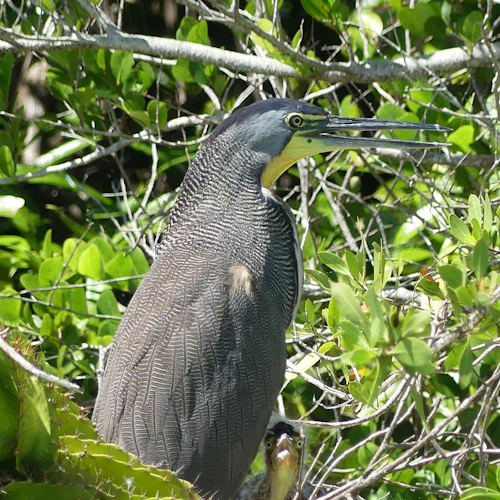 Muyil: Guided Bird Watching Tour + Breakfast + Transfer - Photo 2