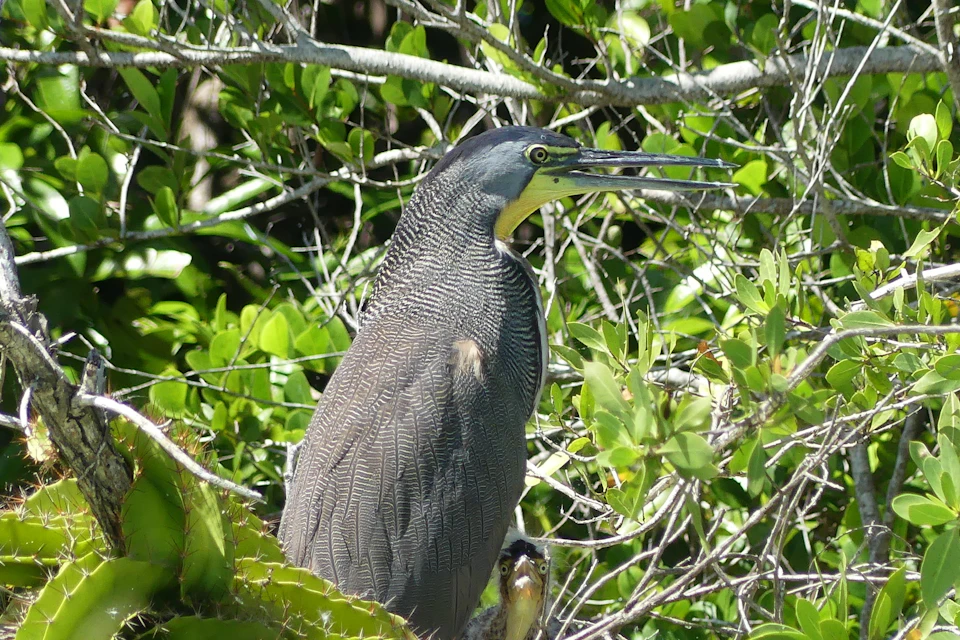 Birds