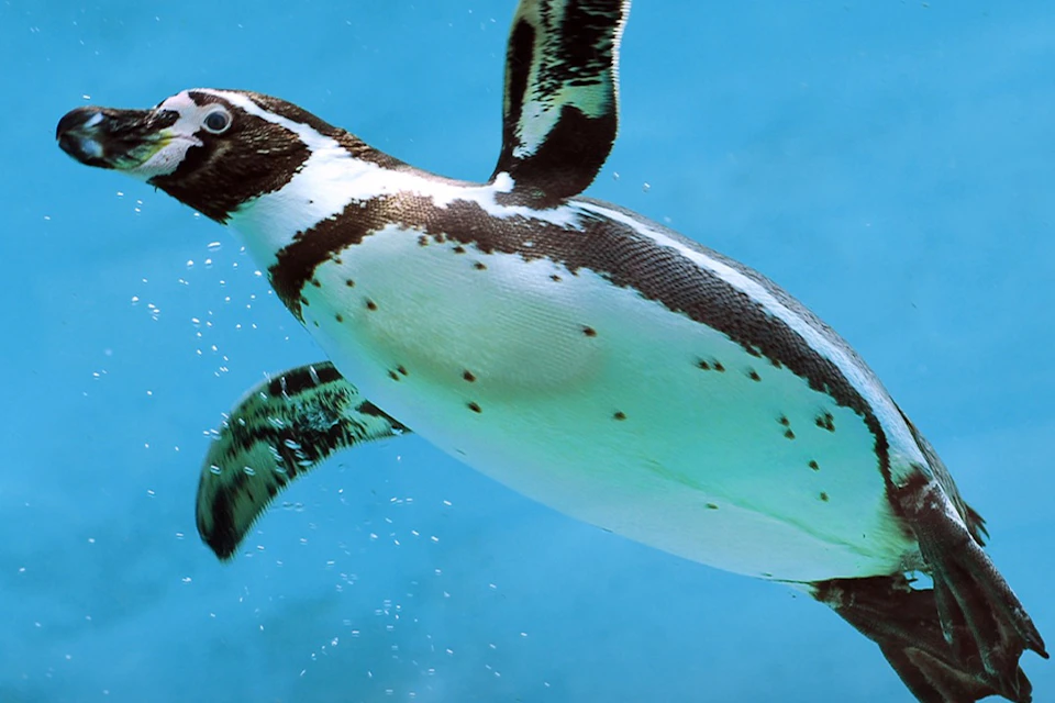 Emaar Aquarium & Underwater Zoo