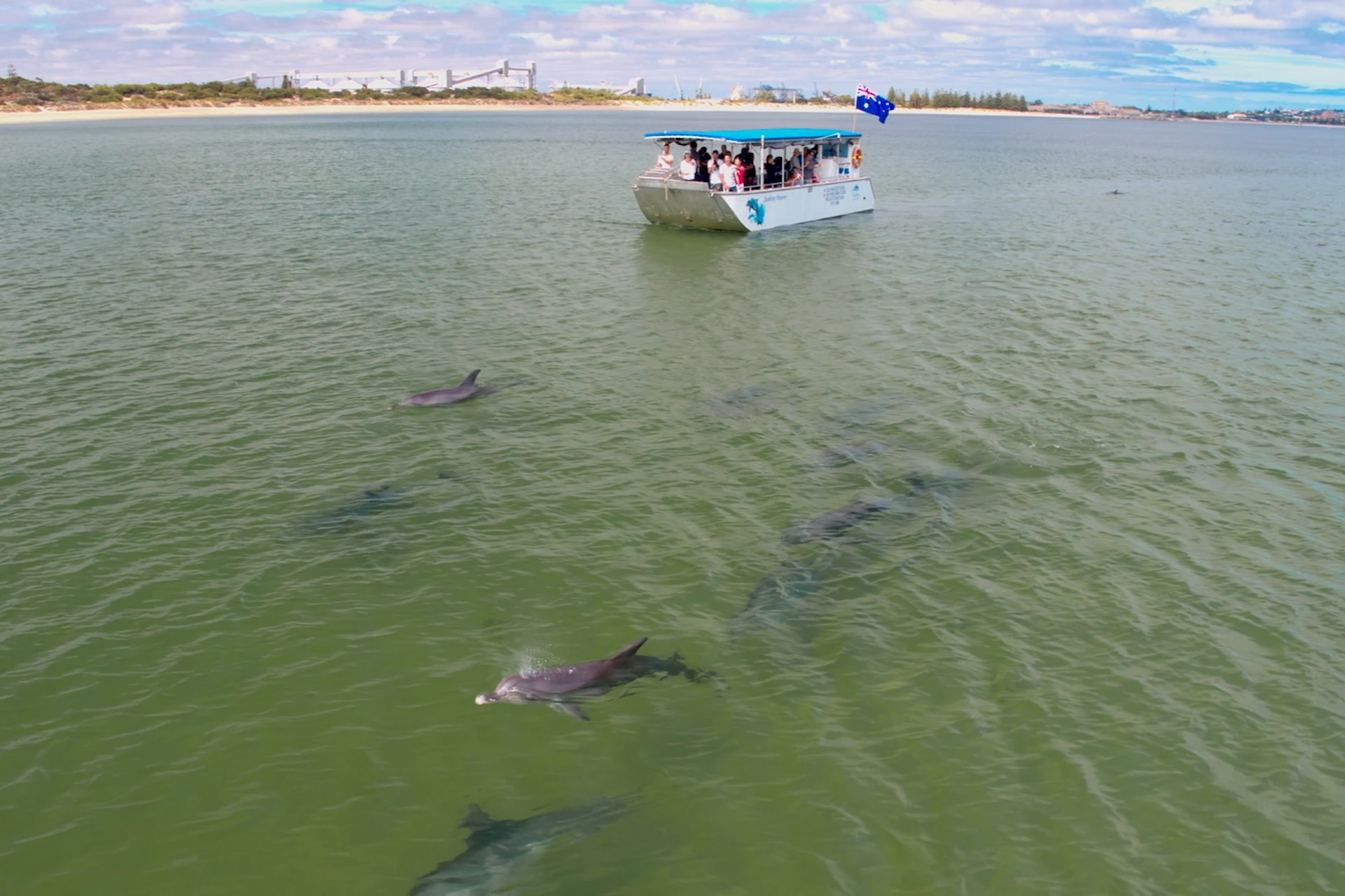 Dolphins are guaranteed on our 90min Eco-Cruise.