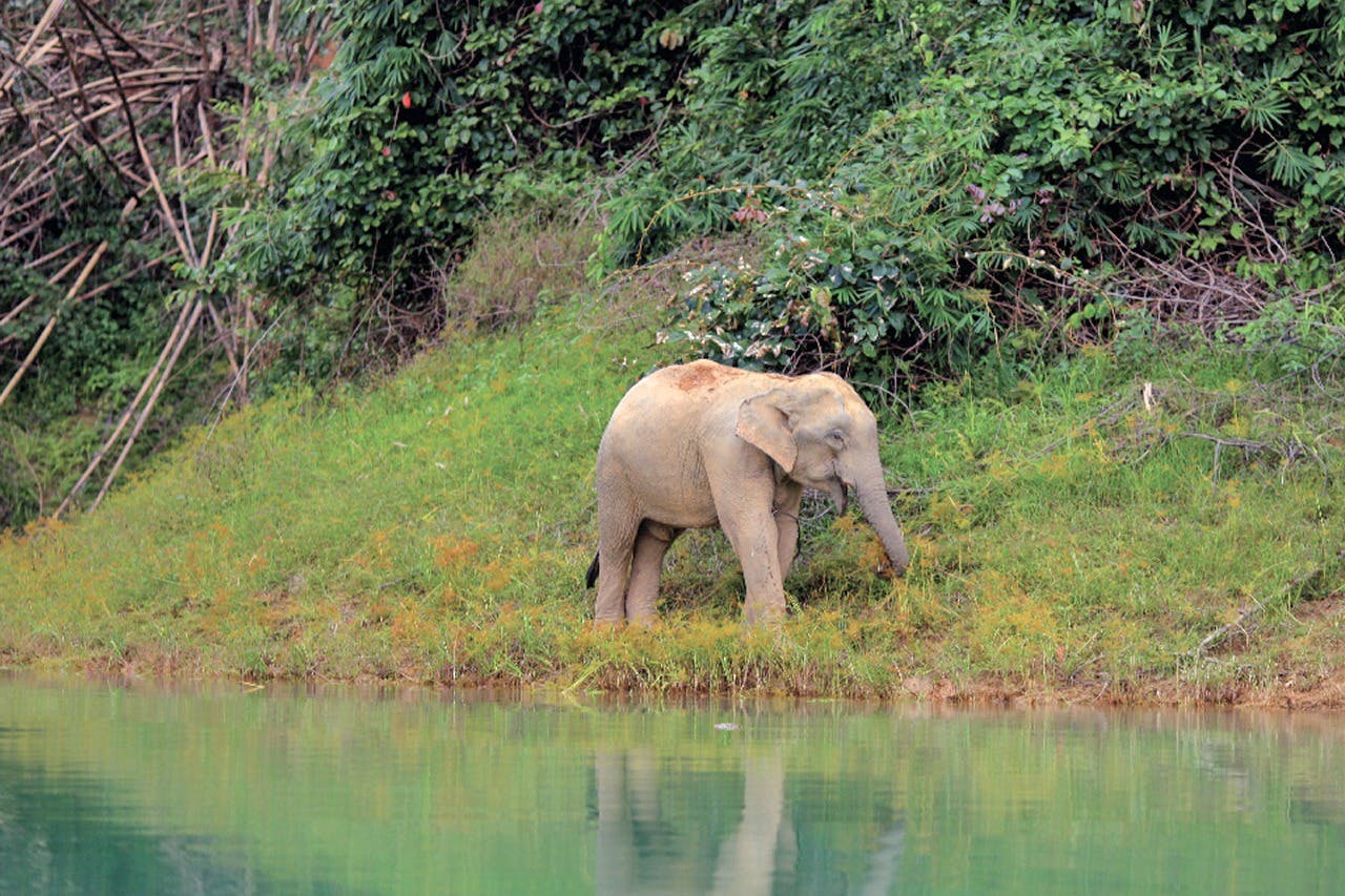 “狂野奇观等着你：与雄伟的大象相遇的机会”