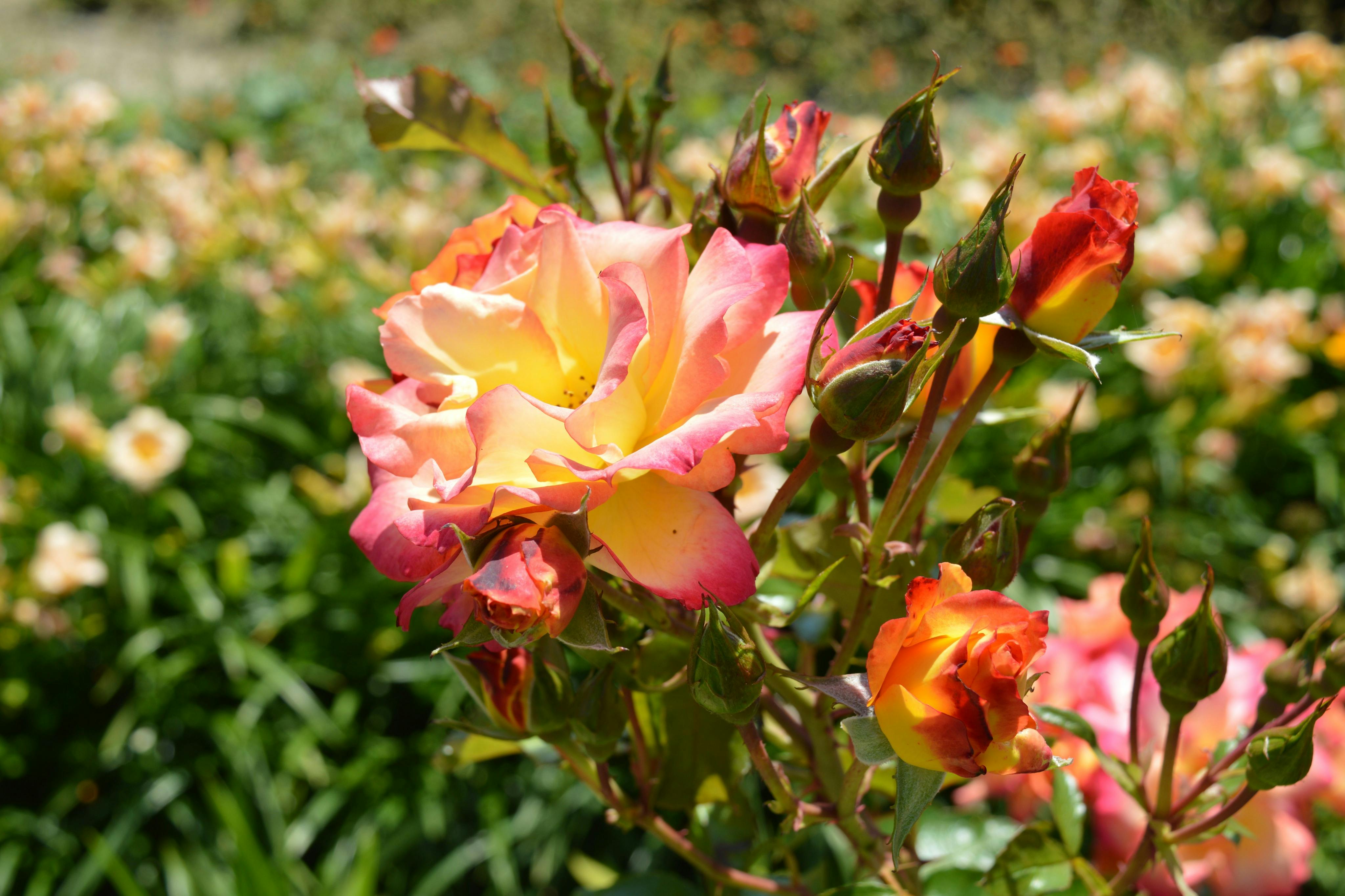 玫瑰、植物、花园