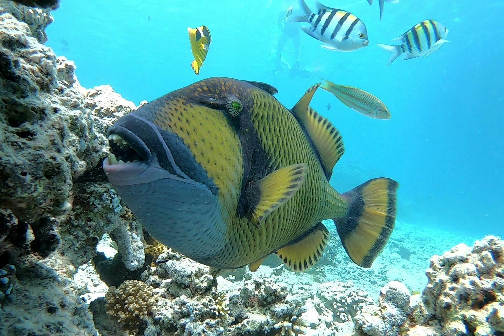 马萨阿拉姆的触发鱼