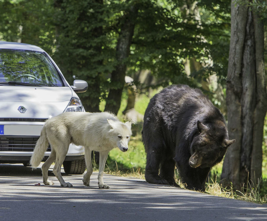 Zoo safari de Thoiry