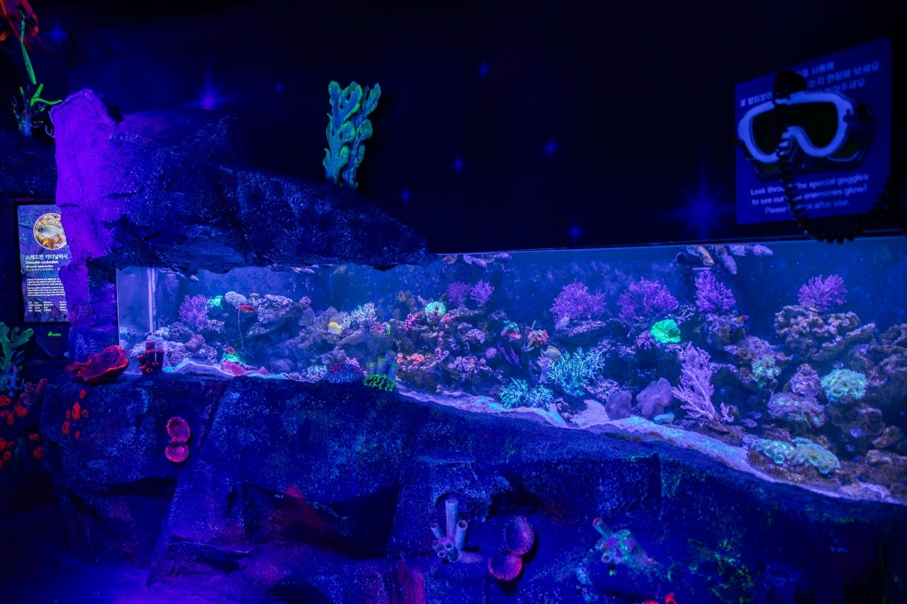 Busan: SEA LIFE Aquarium Admission with Photo Shoot 2