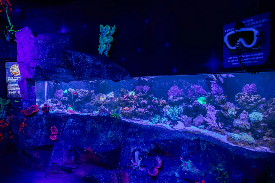 An illuminated aquarium with vibrant coral and rocks under purple and blue lighting, creating a glowing underwater scene.